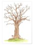 arbres_genealogiques.jpg